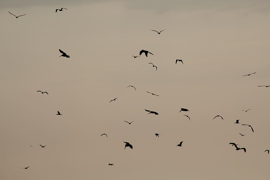mexico, birds, vertebrate, animals in the wild, animal wildlife HD wallpaper