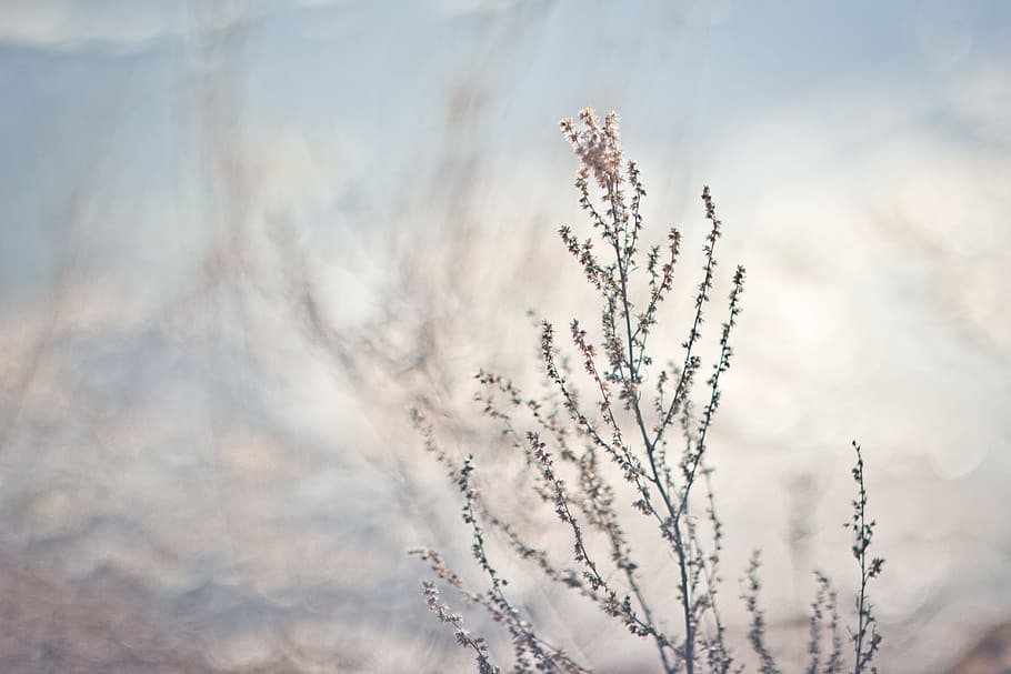 tree, nature, grass, branch, snow, winter, cloud, plant, sky HD wallpaper