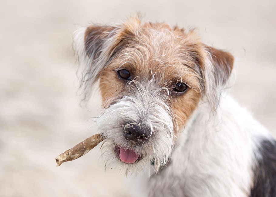 dog, terrier, parson, russel, jack russel, nature, animal holiday HD wallpaper