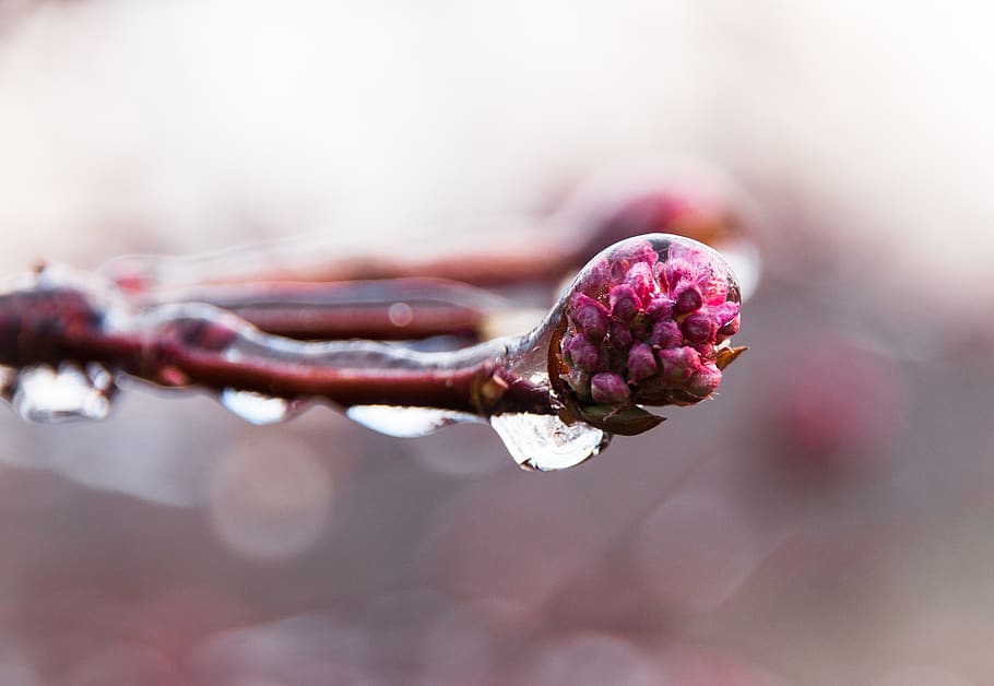 ice, icy, winter, cold, frost, frozen, nature, winter magic HD wallpaper