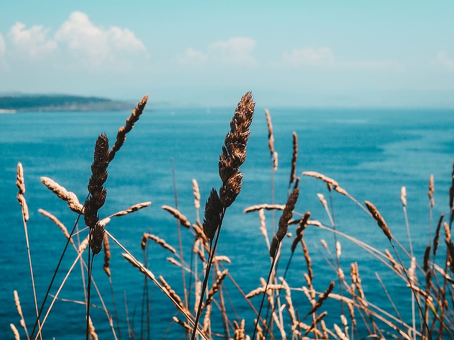 spain, cíes islands, sea, water, beauty in nature, tranquility HD wallpaper