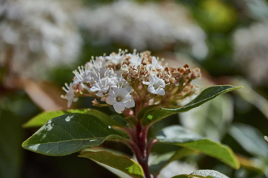 flower, garden, plant, spring, flowers, flora, flowering, petals HD wallpaper
