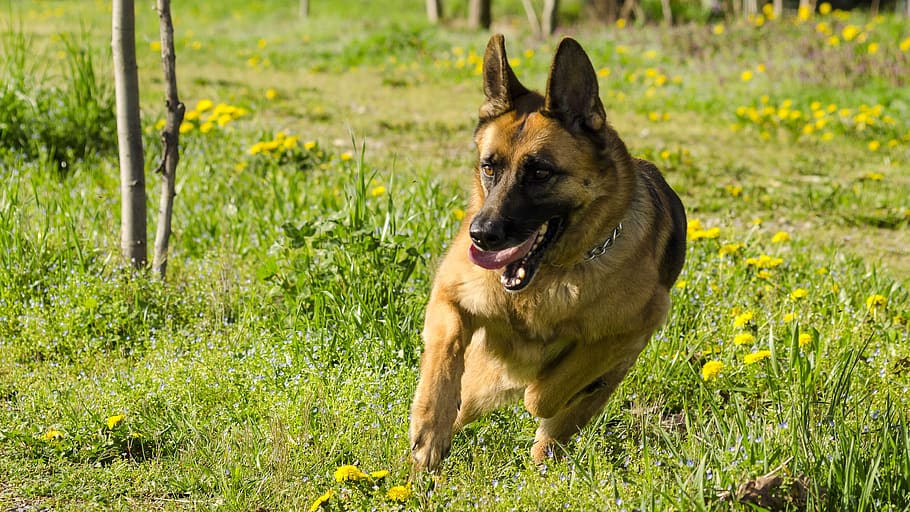 dog, friend, friendship, cute, happy, young, together, outdoors HD wallpaper