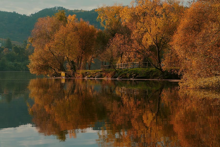 autumn, reflection, projection, color, warm, tree, leaf, branches HD wallpaper