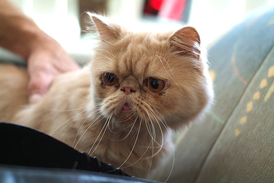 pets, cats, press, portrait, domestic, mammal, domestic animals HD wallpaper