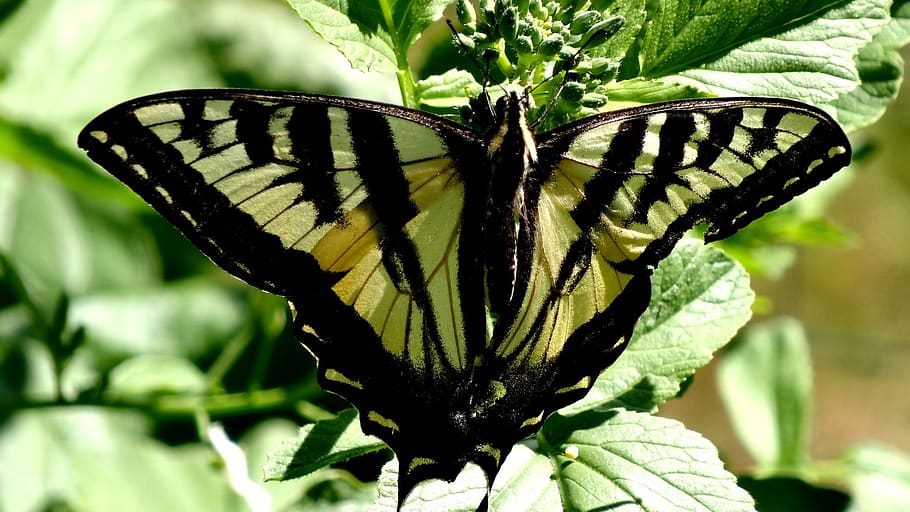 butterfly, insect, nature, lepidoptera, wing, outdoors, moth HD wallpaper