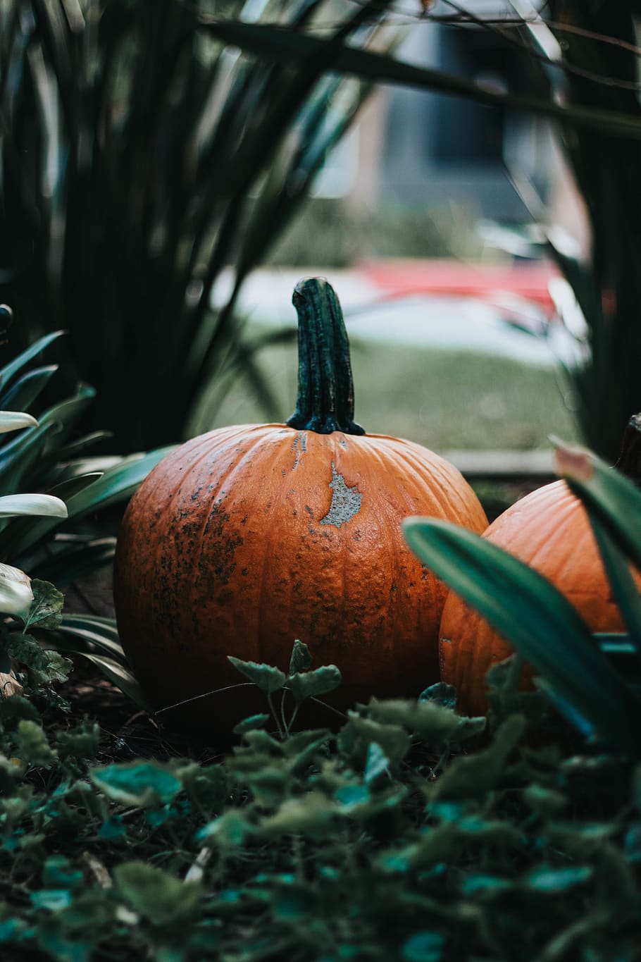 orange pumpkins by plants, united states, los angeles, produce, HD wallpaper