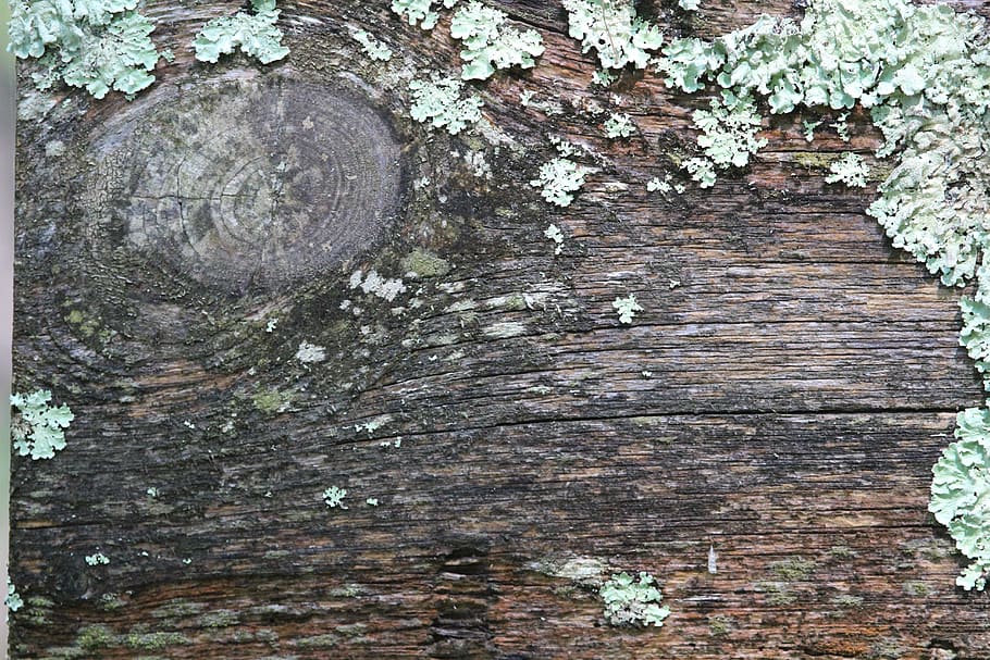 united states, boulder junction, forest, texture, tree, bark HD wallpaper