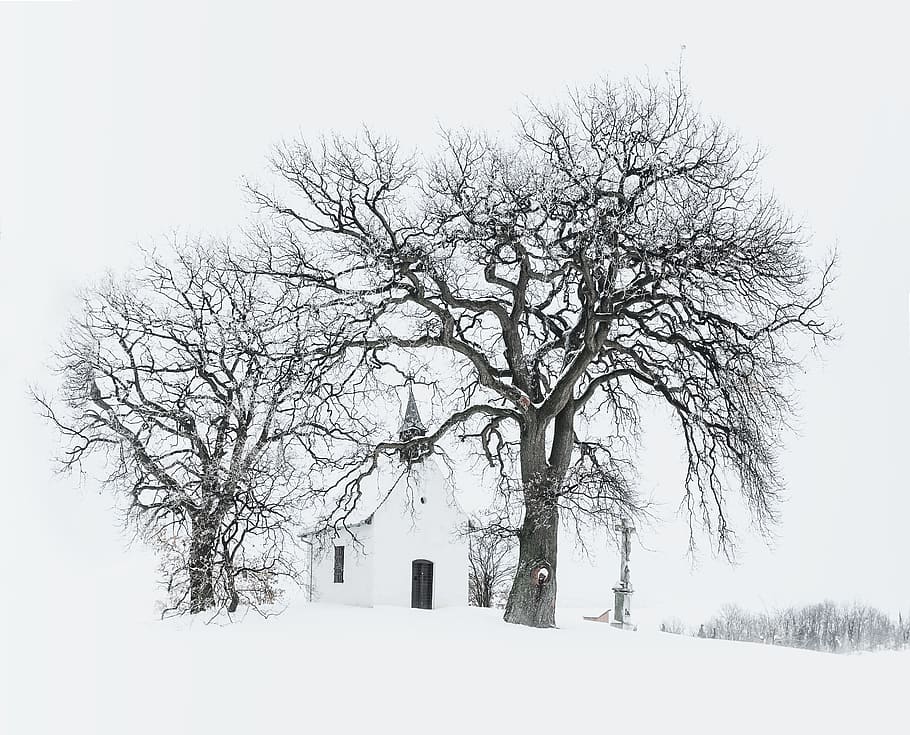 Bare Tree Near Building during Snow Time Photo, black and white, HD wallpaper