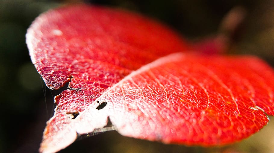 leaves, beautiful leaf, red leaf, autumn, falling, close-up HD wallpaper