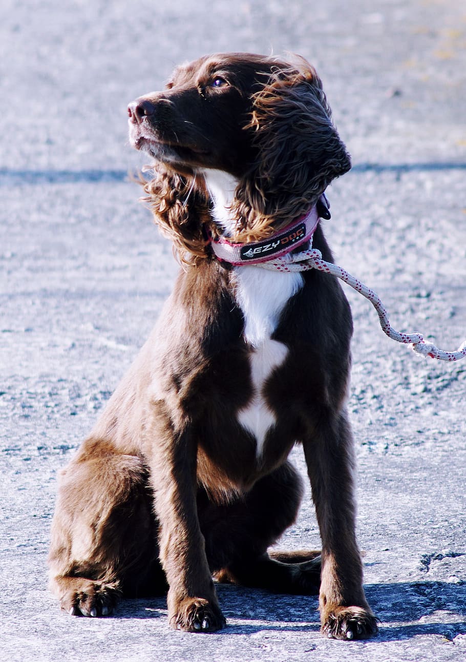 strap, pet, mammal, dog, animal, canine, leash, hound, appenzeller HD wallpaper