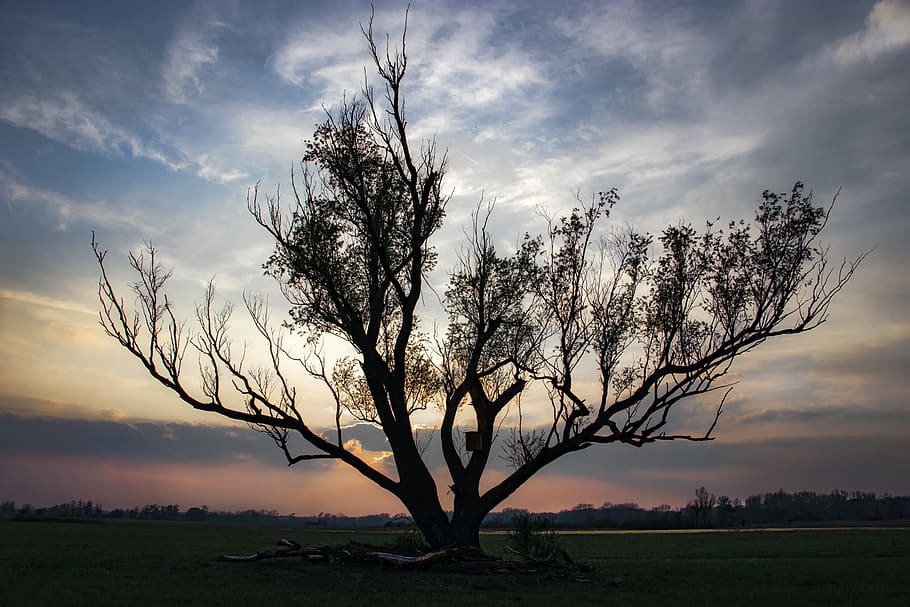 plant, tree, tree trunk, silhouette, oak, öreg, felhők, színes HD wallpaper