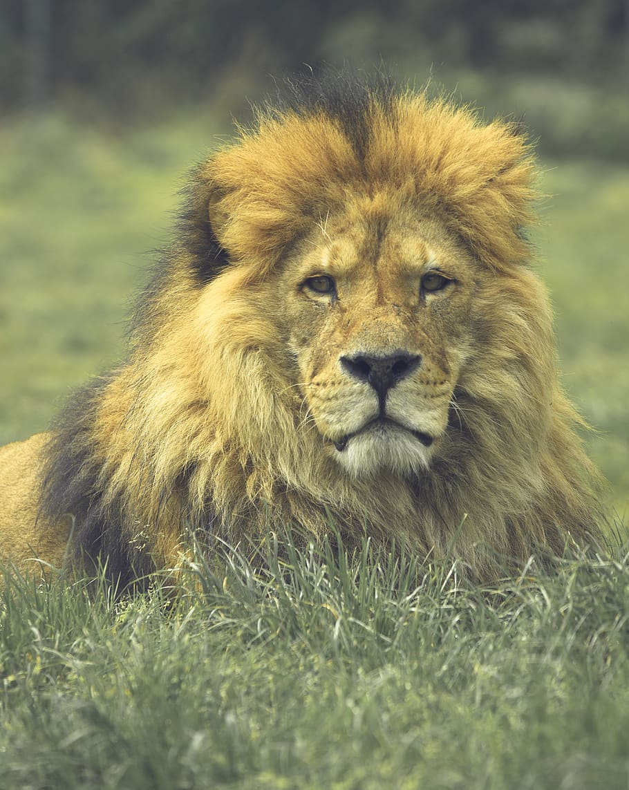 brown lion, animal, animal themes, mammal, feline, lion - feline HD wallpaper