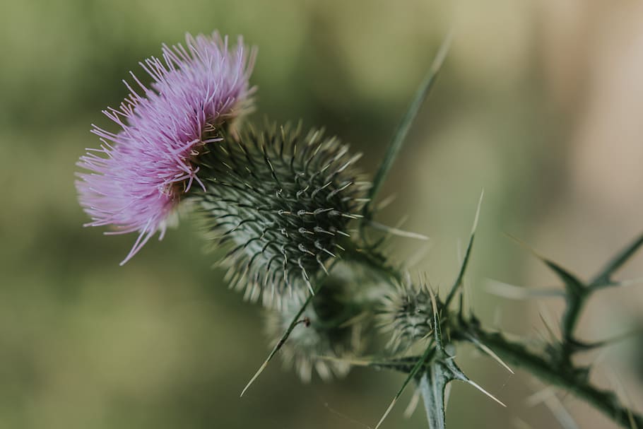 Selective Focus Photography of Purple Thistle Flower, blooming HD wallpaper