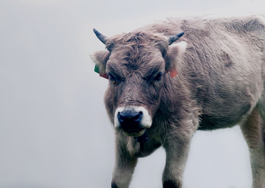 spain, lakes of covadonga, toro, bull, vaca, cow, nature, life, HD wallpaper