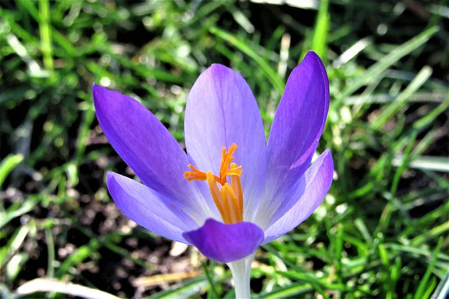 crocus, spring, bloom, spring flower, violet, vegetable, colorful HD wallpaper