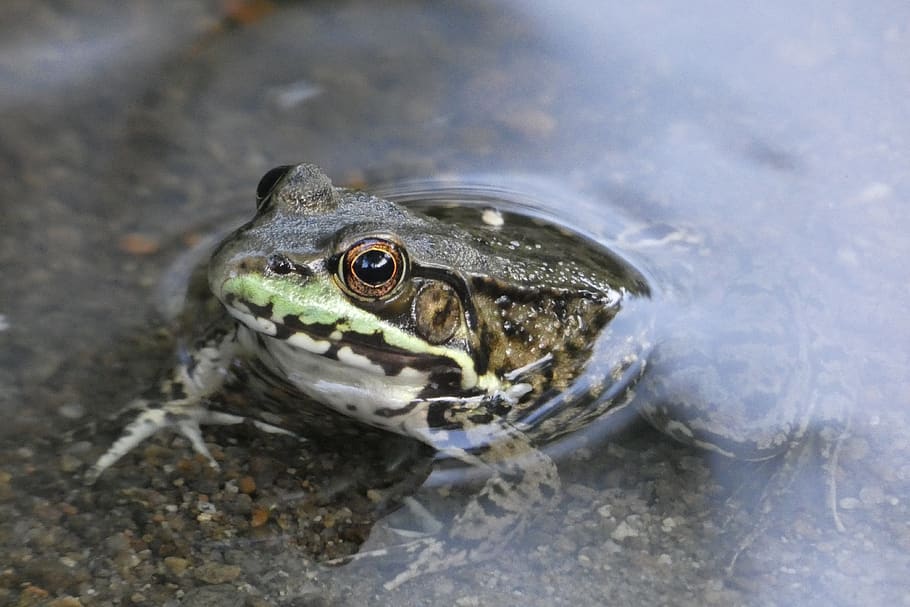 nature, frog, wildlife, amphibian, animal, outdoors, pool, animal themes HD wallpaper