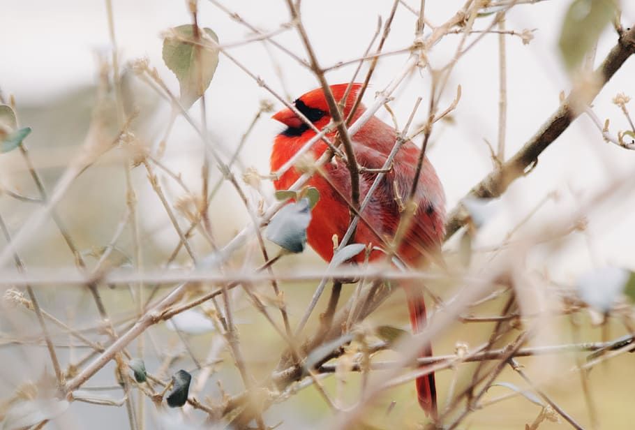 cardinal, bird, tree, winter, nature, red, ornithology, animal themes HD wallpaper