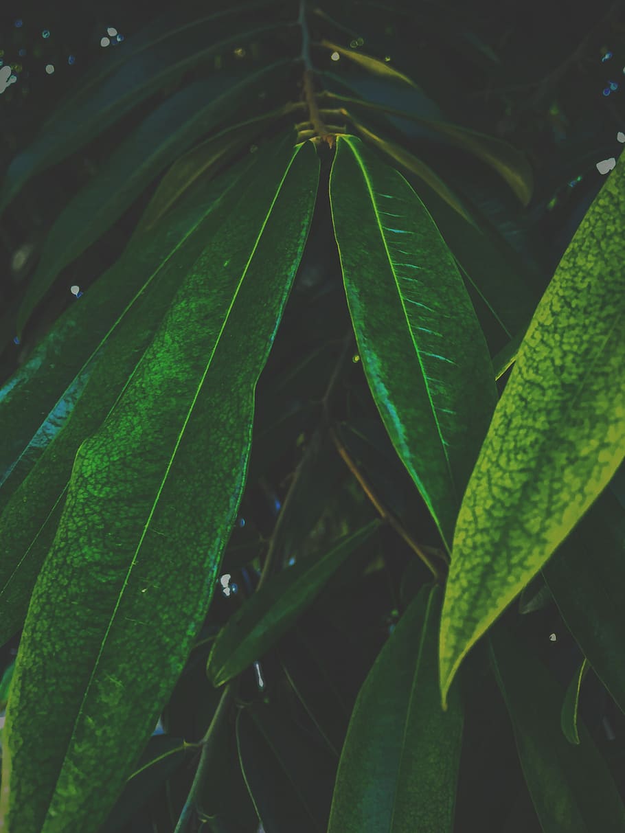 indonesia, palu, leaf, plant part, green color, growth, close-up HD wallpaper