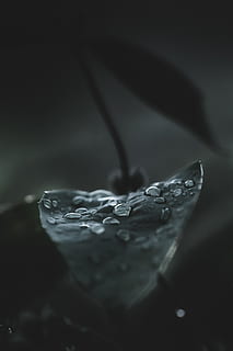 droplet, leaf, plant, raindrop, dark, macro, moody, nature HD wallpaper