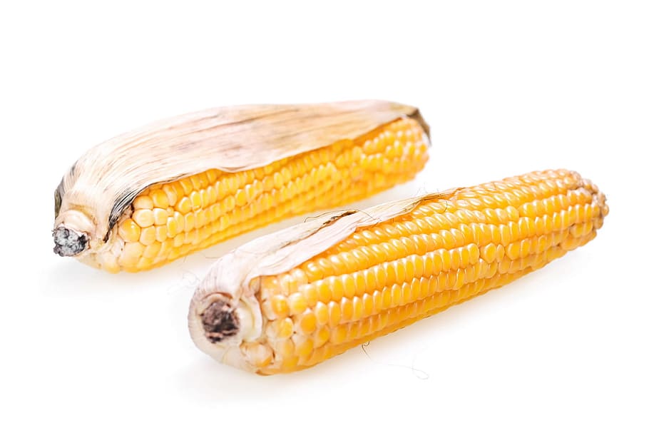 corn, crop, cooked, ear, meal, cutout, prepared, yellow, cob HD wallpaper