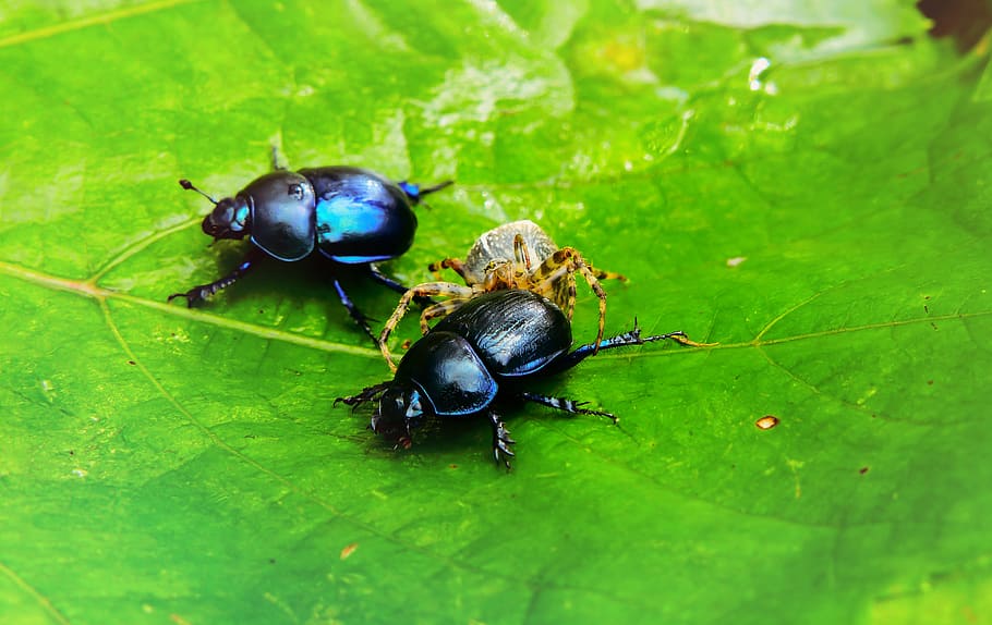 two black dung beetles on leaf, spider, green, vein, bug, insect HD wallpaper