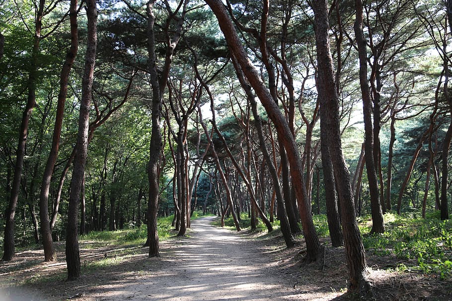 pine, wild, stem, rough one, sol lawn, landscape, wood, nature HD wallpaper