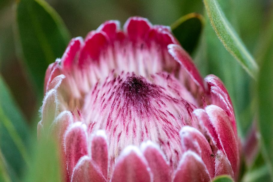 plant, flower, flowering plant, beauty in nature, freshness HD wallpaper