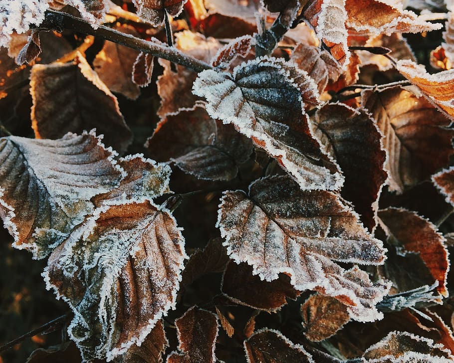 france, grenoble, leaf, plant part, winter, cold temperature HD wallpaper