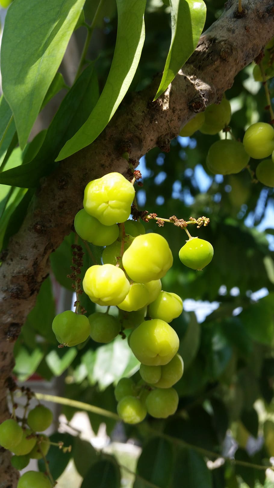 fruit, tree, green, nature, natural, growth, healthy eating HD wallpaper