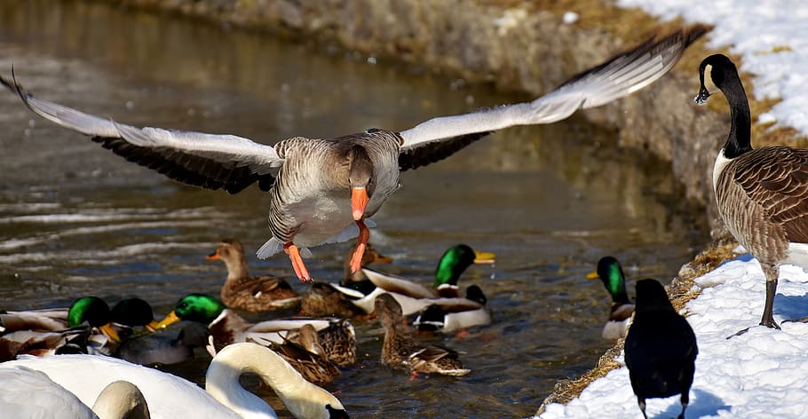 goose, flying, flight, ducks, swans, birds, water bird, animal world HD wallpaper