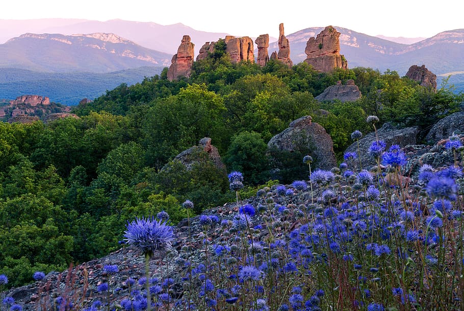 bulgaria, belogradchik rocks, landscape, forest, nature, mountain, HD wallpaper