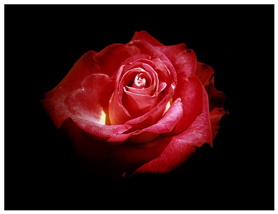 rose, red, red rose, flower, black, inflorescence, beauty in nature HD wallpaper