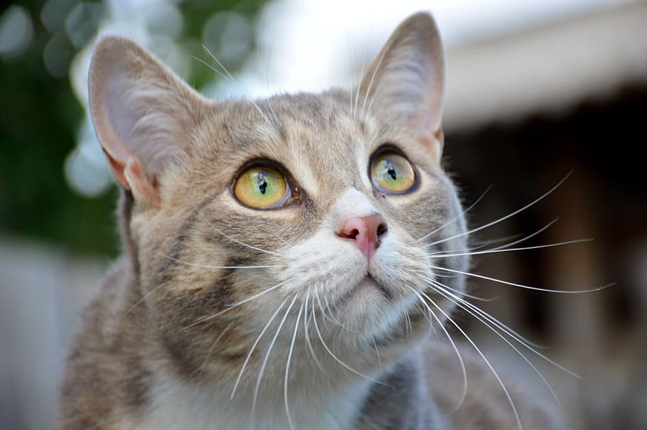 cat, view, green, eyes, handsome man, domestic cat, animal themes HD wallpaper