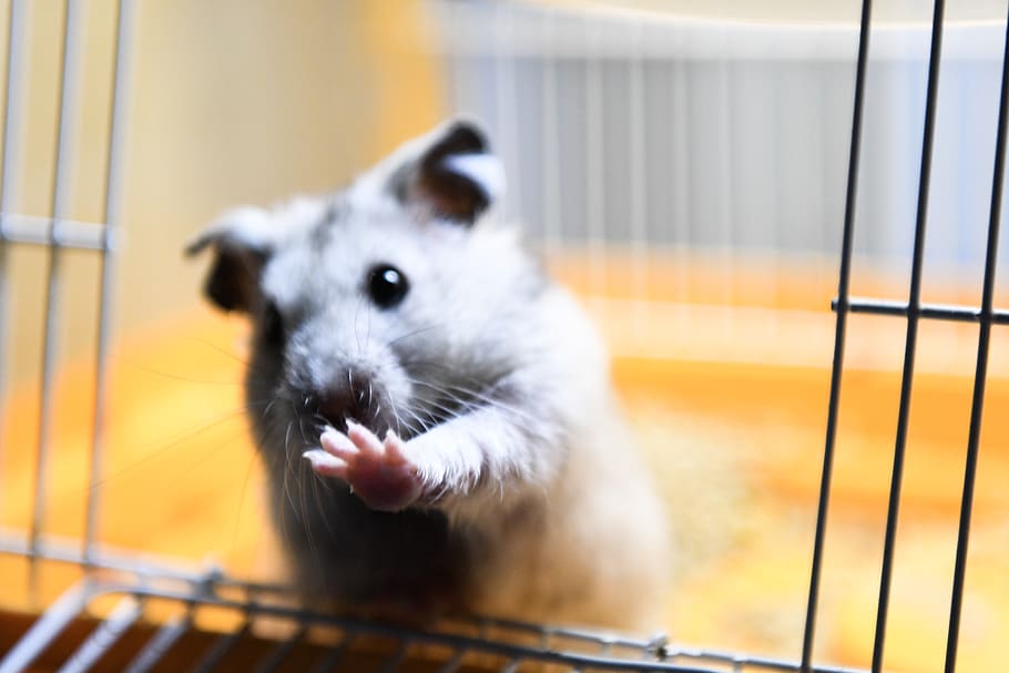singapore, animal, mammal, animal themes, one animal, domestic HD wallpaper