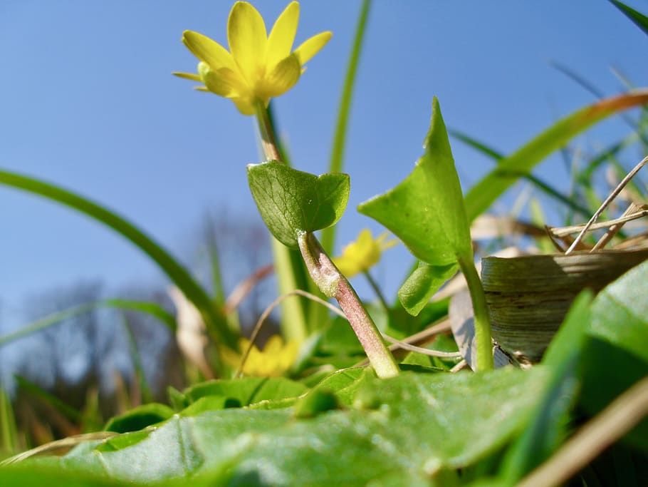 gras, spring, flower, plant, leaf, plant part, growth, close-up HD wallpaper