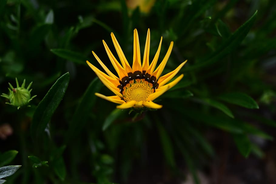 nature, plant, flower, garden, vulnerability, growth, freshness HD wallpaper