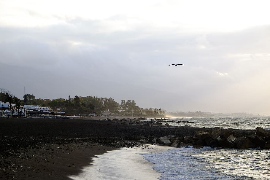 seagull, beach, waves, seashore, early, early morning, tide HD wallpaper