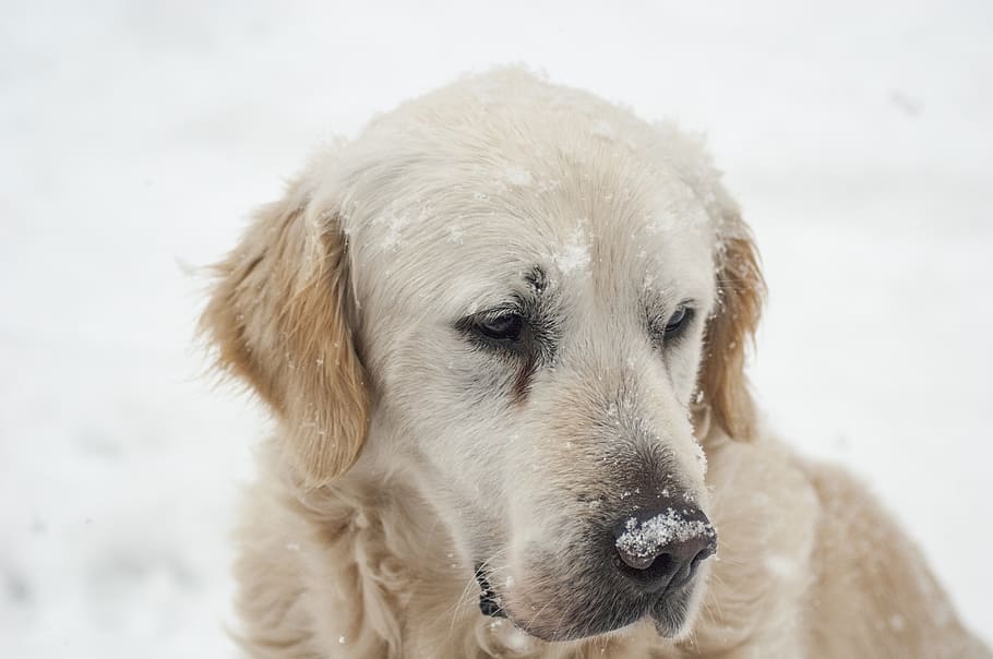 brown dog on snowfiled, animal, mammal, pet, canine, golden retriever HD wallpaper