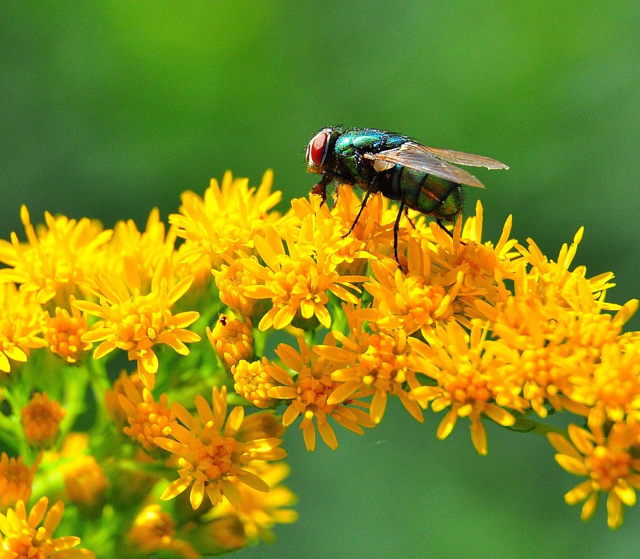 fly, yellow, summer, dandelion, wing, flowering plant, invertebrate HD wallpaper