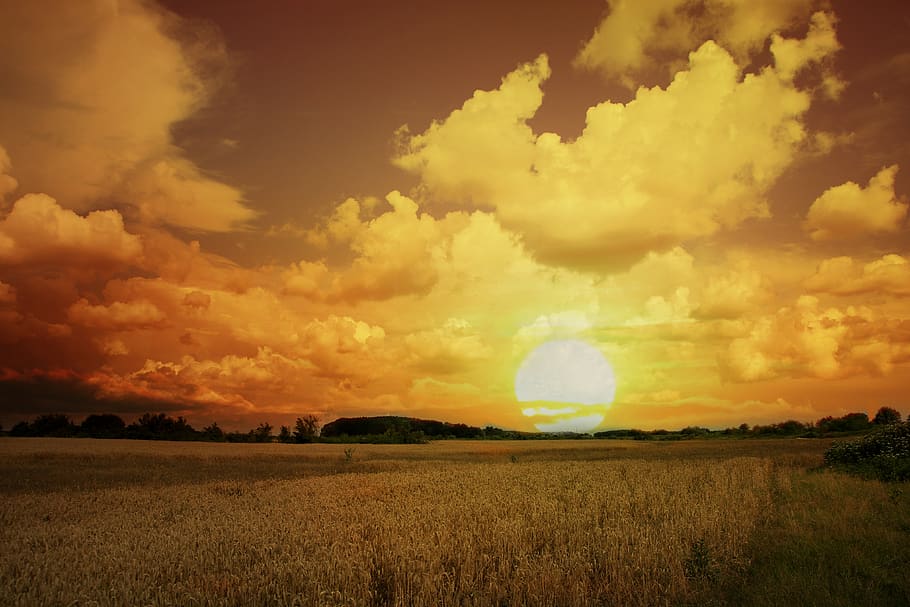 sunset, wheat, sky, cloud, landscape, grain, field, cloud - sky HD wallpaper
