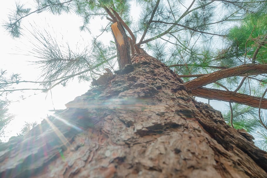 tree, plant, tree trunk, flare, light, leaf, sunlight, sun rays HD wallpaper