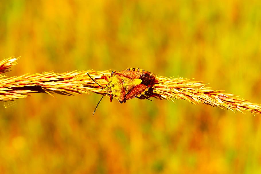 brown insect on brown leaf, plant, close-up, focus on foreground HD wallpaper