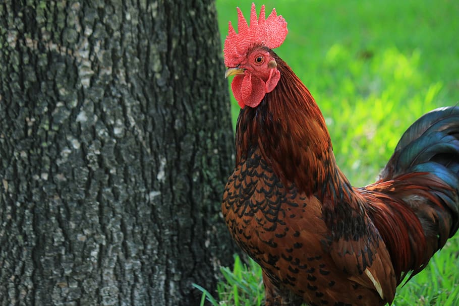 Fighting Rooster Background Images HD Pictures and Wallpaper For Free  Download  Pngtree