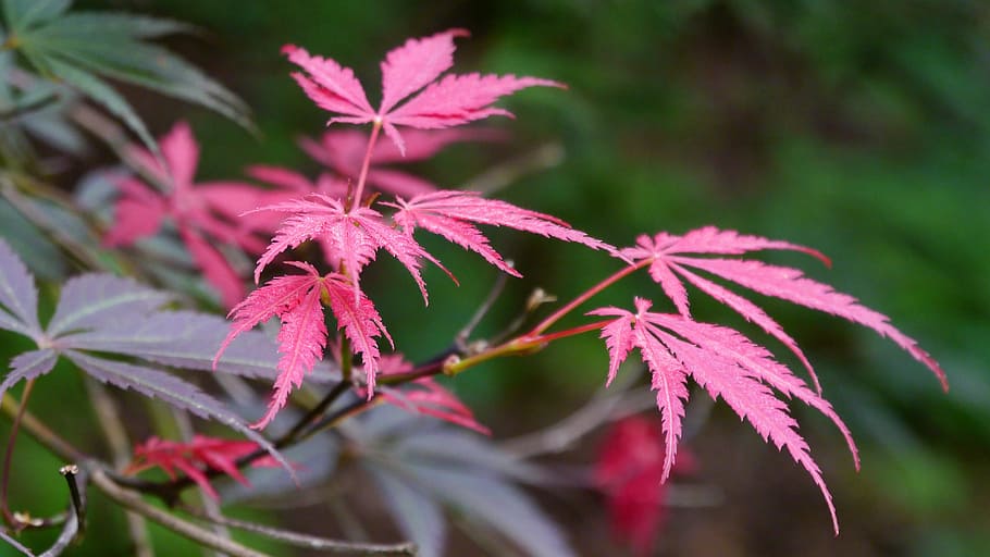 New leaf growth of a Japanese red maple tree with lacey leaves.