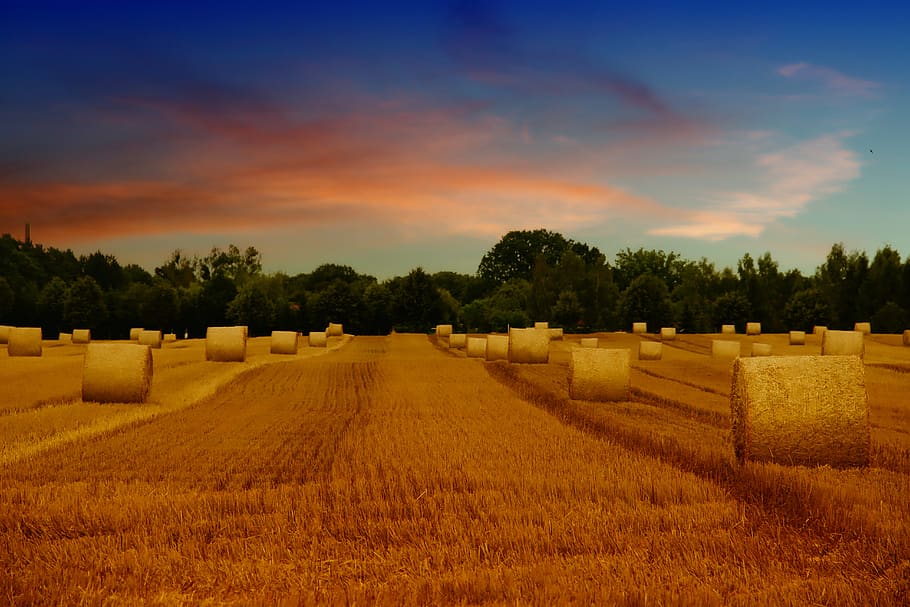 field, arable, straw bales, summer, filter, agriculture, nature HD wallpaper