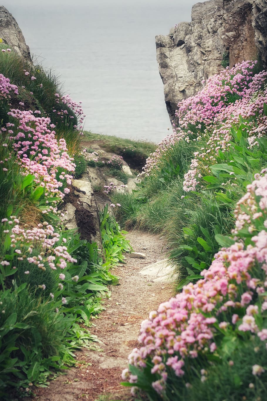 pink flowers, plant, flowering plant, beauty in nature, growth HD wallpaper