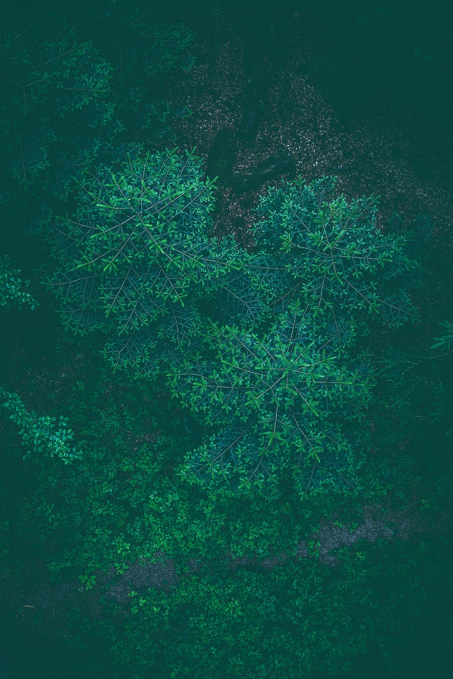 green, plants, leaves, trees, nature, autumn, forest, green color HD wallpaper