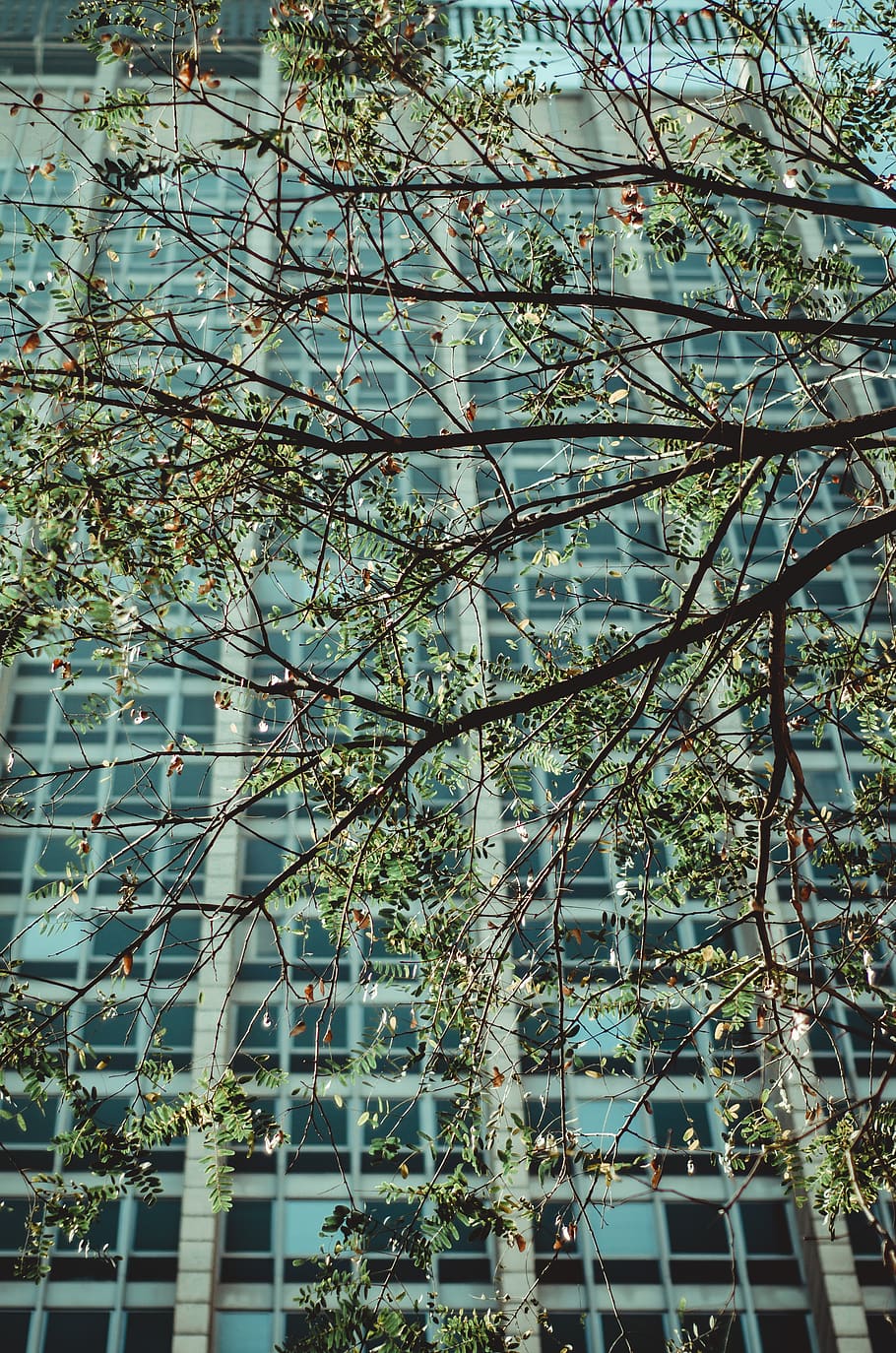 Green High-rise Building Near Green Tree, architectural design HD wallpaper