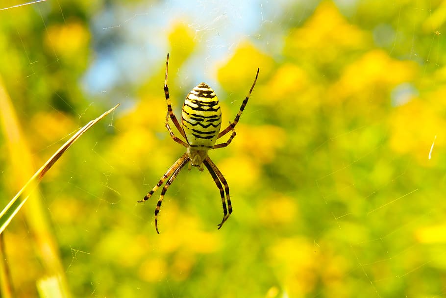 tygrzyk paskowany, arachnid, insect, cobweb, animals, nature HD wallpaper